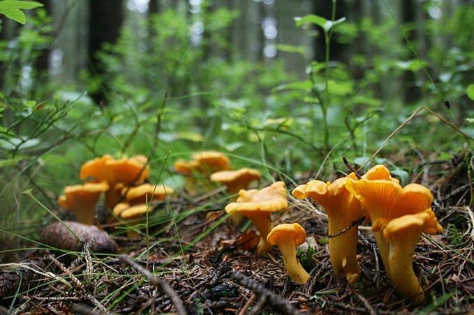 Spores Mushroom Golden Chanterelle Seeds Mycelium Spawn Dried Hierloom Non GMO