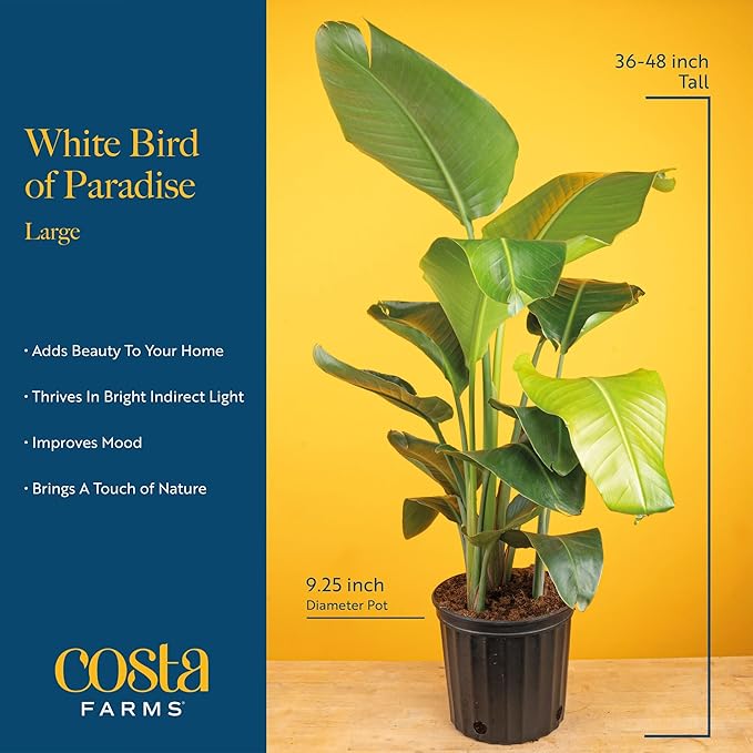 Costa Farms White Bird of Paradise Plant (2-Pack), Live Indoor Plants Houseplants in Indoors Planter Pots, Soil, Housewarming Gift, Living Room, Office, and Home Decor, 3-4 Feet Tall