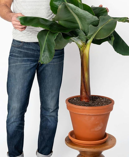 Gardenera Organic Banana Tree Soil Mix - Specially Designed for Thriving Banana Plants - Nutrient-Rich Blend for Healthy Root Development and Lush Foliage (2 Quart)