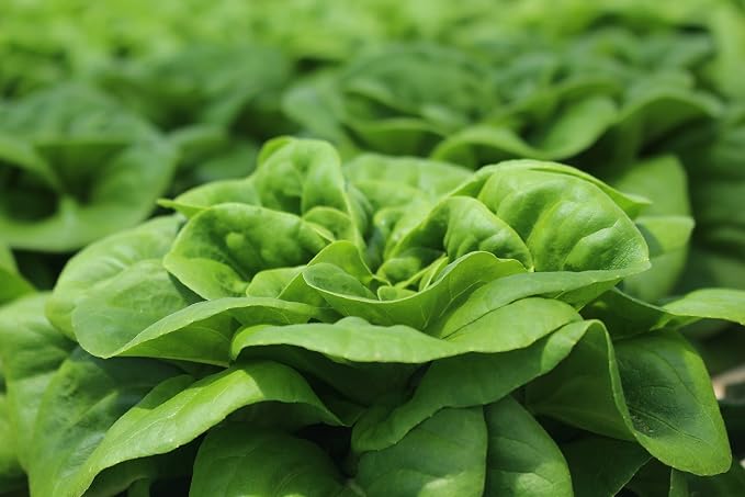 500 Buttercrunch Lettuce Seeds for Planting - Heirloom Non-GMO Vegetable Seeds for Planting - Hydroponics - Microgreens - AKA Butterhead, Boston, Bibb Lactuca Sativa