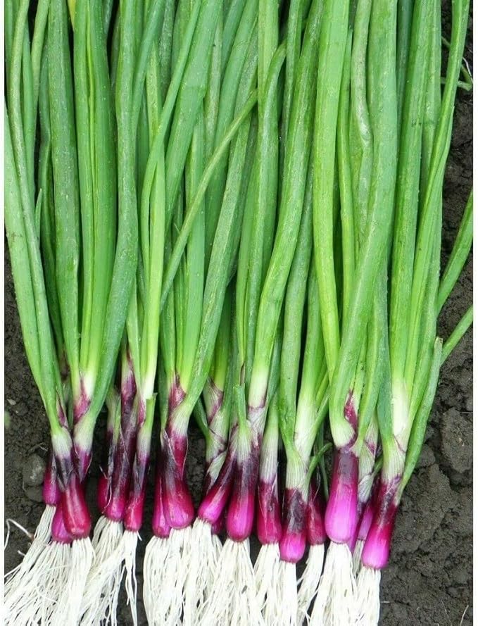 Seeds Red Welsh Onion Bunching Non GMO Vegetable for Planting