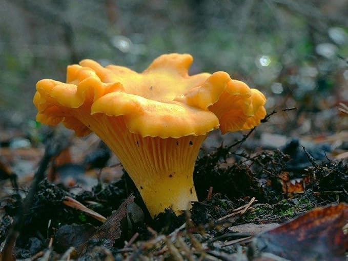Spores Mushroom Golden Chanterelle Seeds Mycelium Spawn Dried Hierloom Non GMO