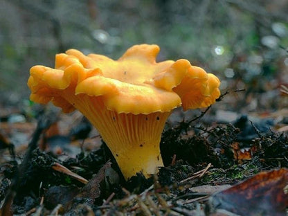 Spores Mushroom Golden Chanterelle Seeds Mycelium Spawn Dried Hierloom Non GMO