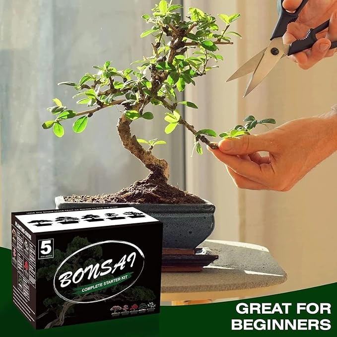 5 Bonsai Tree Kit Complete Plant Growing Tools, Grow in Pot Indoor Bonsai Tree Starter Kit