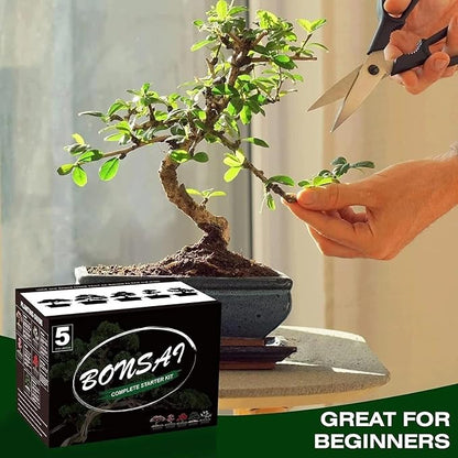 5 Bonsai Tree Kit Complete Plant Growing Tools, Grow in Pot Indoor Bonsai Tree Starter Kit