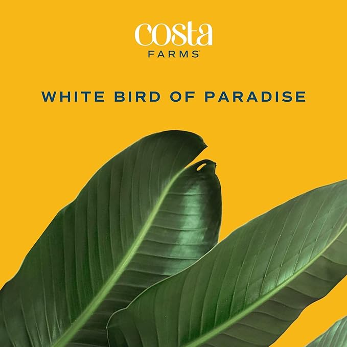 Costa Farms White Bird of Paradise, Strelitzia nicolai, Live Indoor Plant in Décor Planter Pot, Air-Purifying Tropical Houseplant, Housewarming Gift, Living Room, Office, and Home Decor, 3-4 Feet Tall