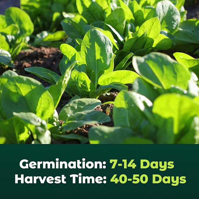 Bloomsdale Spinach Seeds for Planting, 500 Heirloom Seeds — Fast Growing Vegetable Seeds for Spring & Fall Gardens