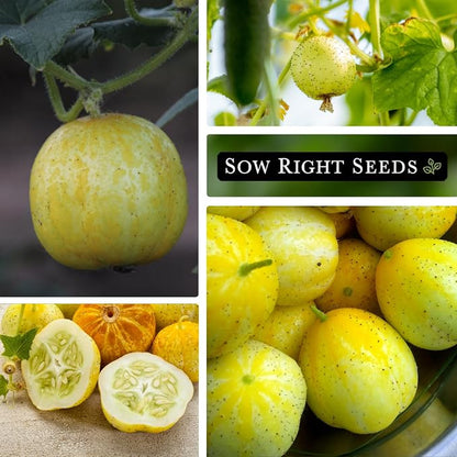 Sow Right Seeds - Lemon Cucumber Seeds for Planting - Non-GMO Heirloom Seeds with Instructions to Plant and Grow a Home Vegetable Garden - Unique Round Variety with Melon Flavor for Outdoors (3)