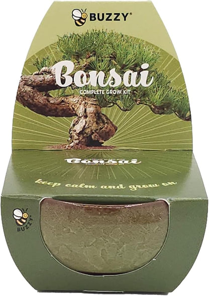 BUZZY Seeds 4-Pack Bonsai Tree Growing Kit Includes Black Austrian Pine, Monterey Cypress, Blue Spruce, Norway Spruce with Green, Blue, Dark Blue, and Gold Crackle Pots, Indoor Gardening Gift Set