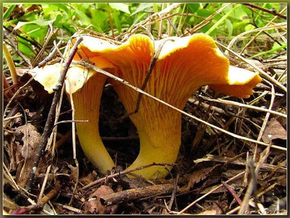Spores Mushroom Golden Chanterelle Seeds Mycelium Spawn Dried Hierloom Non GMO