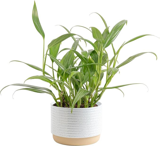 Costa Farms Live Pothos Plant, Assorted Devil's Ivy in Decorative Pot, Easy to Maintain, Air Purifying Indoor Houseplant, Home, Room, or Office Decor, House Warming or Birthday Gift, 12-14 Inches Tall