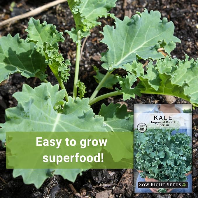 Sow Right Seeds - Dwarf Siberian Improved Kale Seed for Planting - Non-GMO Heirloom Packet with Instructions to Plant a Home Vegetable Garden - Very Nutritious Superfood - Classic Variety (3)