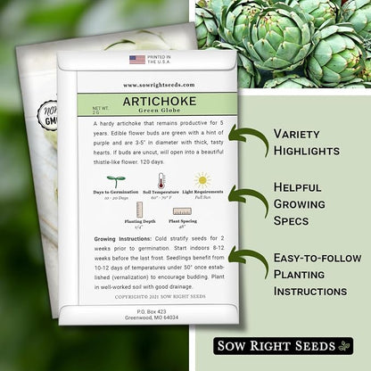 Sow Right Seeds - Artichoke Green Globe Seeds for Planting - Non-GMO Heirloom Packet with Instructions to Plant and Grow an Outdoor Home Vegetable Garden - Perennial - Tall with Edible Flower Buds (2)