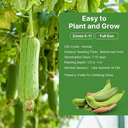 Groundio 40+ Luffa Seeds – Non-GMO Heirloom Loofah Sponge Gourd Seed, Edible & Natural Sponge, Home Garden Outdoor Planting (Luffa aegyptiaca)