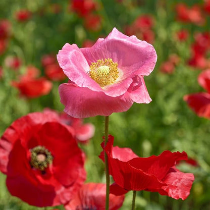 Outsidepride Shirley Poppy Seeds for Planting - 1 lb Annual, Drought-Tolerant & Easy to Grow Wildflower Seeds with Vibrant Mix Blooms for Landscaping, & Pollinator Garden