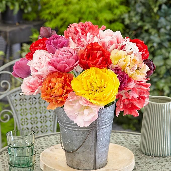 Garden State Bulb Double Dutch Mixed Tulip Flower Bulbs, 12/+ cm, Fall Planting (Bag of 100)