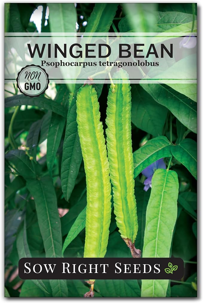 Sow Right Seeds - Winged Green Bean Seeds for Planting - Non-GMO Heirloom Pole Bean Variety - Grow Your Own Fresh, Nutritious Green Beans - Ideal for Gardens & Containers - Abundant Harvest (1)