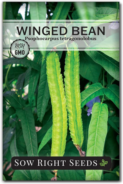 Sow Right Seeds - Winged Green Bean Seeds for Planting - Non-GMO Heirloom Pole Bean Variety - Grow Your Own Fresh, Nutritious Green Beans - Ideal for Gardens & Containers - Abundant Harvest (1)