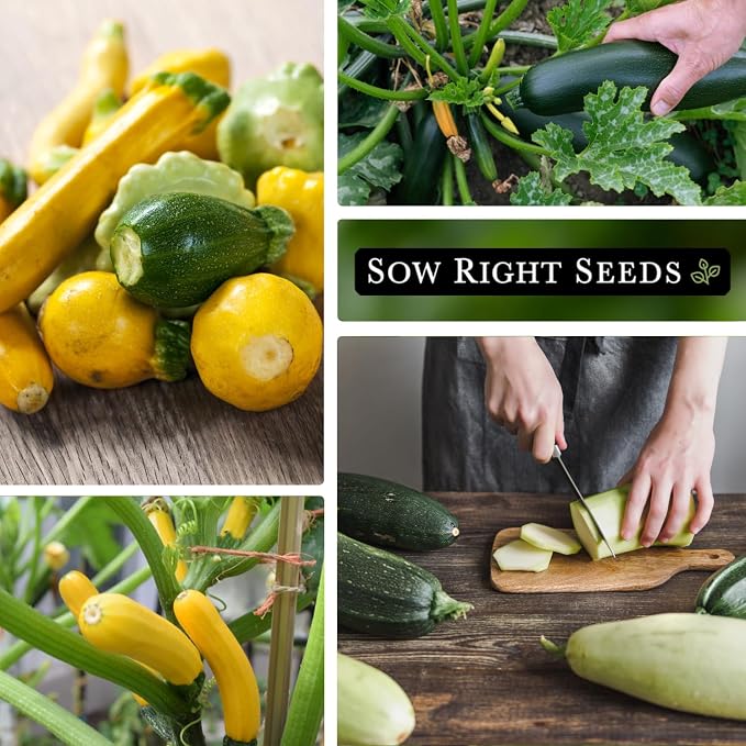 Sow Right Seeds - Zucchini Mix Seed for Planting - Non-GMO Heirloom Packet with Instructions to Plant and Grow an Outdoor Home Vegetable Garden - Vigorous and Productive Variety Pack (3)