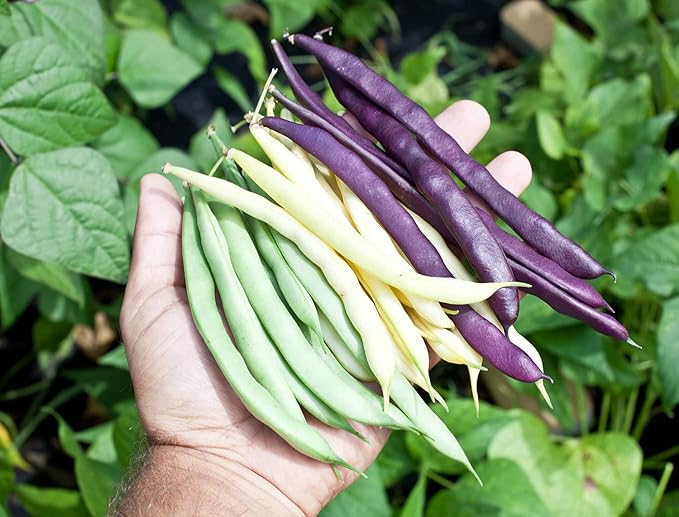 Seeds Beans Giant Bush Cluster Mix 40 Days Non GMO Vegetable for Planting