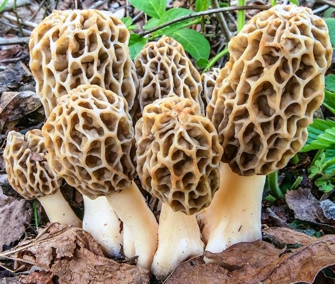 Spores Morel Mushrooms Mycelium Spawn Substrate Seeds Non GMO for Planting