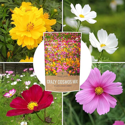 Cosmos Seeds Wildflower Mixture - Bulk Quarter Pound Bag - Over 20,000 Seeds - Pink, Yellow, Orange, Red, Purple and White Mixed Species!