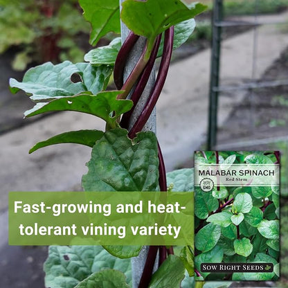 Sow Right Seeds - Malabar Red Stem Spinach Seeds for Planting - Non-GMO Heirloom - Perfect for Outdoors & Fall - Grow Nutritious Leaves - Easy to Plant, High Yield - Ideal for Home Gardeners (1)