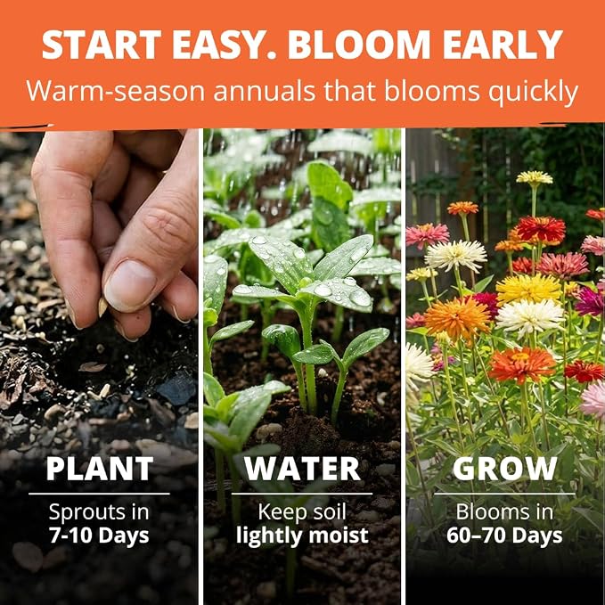HOME GROWN Zinnia Cactus Mix Seeds - 650 Flower Seeds for Spring Planting Outdoors 2026, Large Zinnia Flower Seed, Easy Grow Garden & Cut Flowers (Zinnia elegans)