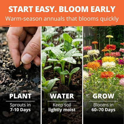 HOME GROWN Zinnia Cactus Mix Seeds - 650 Flower Seeds for Spring Planting Outdoors 2026, Large Zinnia Flower Seed, Easy Grow Garden & Cut Flowers (Zinnia elegans)