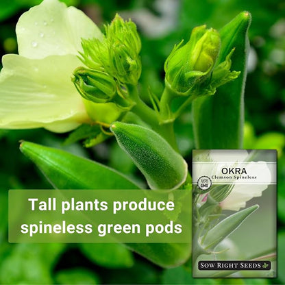 Sow Right Seeds - Clemson Spineless Okra Seed for Planting - Non-GMO Heirloom Packet with Instructions to Plant and Grow an Outdoor Home Vegetable Garden - Smooth Pods for Fried Okra (1)