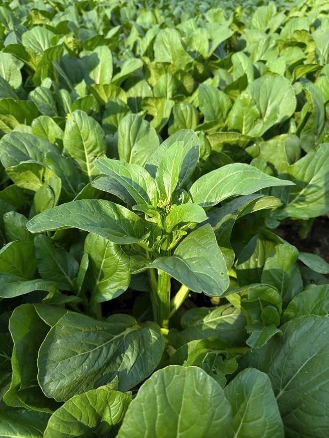4000 Premium Choy Sum Seeds – Cải Ngồng – Yu Choy – Flowering Chinese Cabbage Seeds – Non-GMO, Heirloom, 99% Germination Rate, Easy to Grow Vegetable for Yard & Garden Planting