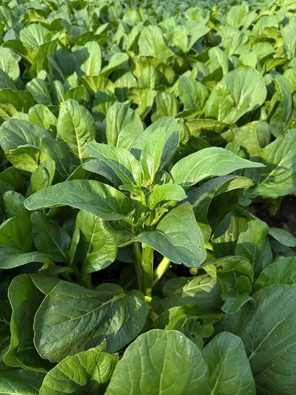 4000 Premium Choy Sum Seeds – Cải Ngồng – Yu Choy – Flowering Chinese Cabbage Seeds – Non-GMO, Heirloom, 99% Germination Rate, Easy to Grow Vegetable for Yard & Garden Planting