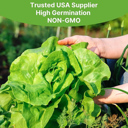 Groundio Buttercrunch Lettuce Seeds, Heirloom Non GMO Vegetable Seeds for Planting Outdoor, Indoor & Hydroponic, Garden Green Leaf Seeds for Salad