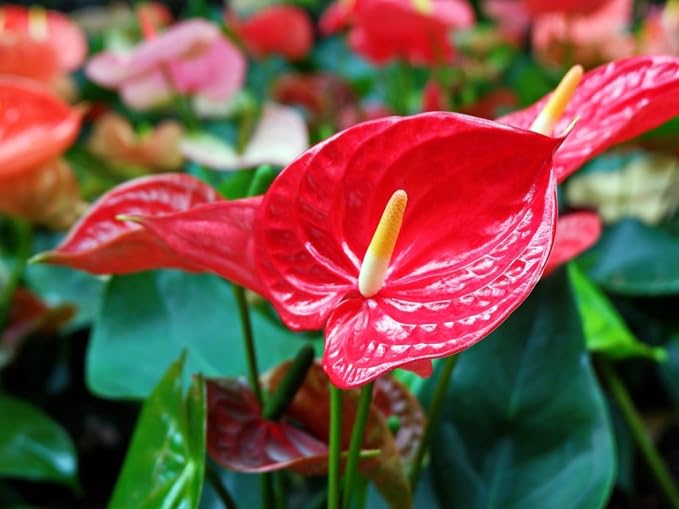 Organic Anthurium Potting Mix by Gardenera - Nourish Your Plants Naturally - 2 QUARTS