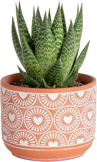 Costa Farms Haworthia, Succulent Live Plant in Decorative Pot, Easy to Maintain Succulent Indoor Houseplant, Home, Room, or Office Decor, House Warming or Birthday Gift, 4-6 Inches Tall