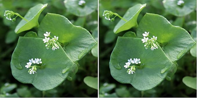 Outsidepride Winter Purslane Seeds for Planting - 5,000 Pcs Annual, Easy to Grow, Vitamin-Rich & Drought Tolerant Succulent Seeds for Culinary, Xeriscaping, Containers & Hanging Baskets (Pack of 2)