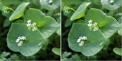 Outsidepride Winter Purslane Seeds for Planting - 5,000 Pcs Annual, Easy to Grow, Vitamin-Rich & Drought Tolerant Succulent Seeds for Culinary, Xeriscaping, Containers & Hanging Baskets (Pack of 2)