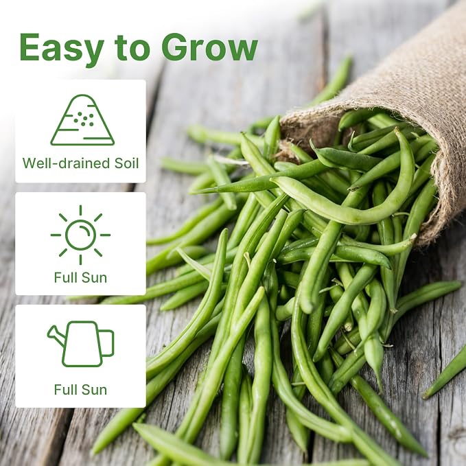 Groundio 30+ Contender Bush Green Bean Seeds, Early-Maturing, Stringless, High-Yield Bush Beans | Non-GMO | Heirloom(Phaseolus Vulgaris)