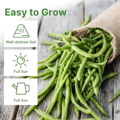 Groundio 30+ Contender Bush Green Bean Seeds, Early-Maturing, Stringless, High-Yield Bush Beans | Non-GMO | Heirloom(Phaseolus Vulgaris)