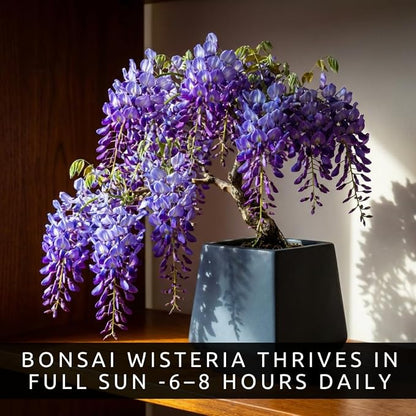 Wisteria Bonsai Starter Tree (1 Year Old Live Plant) – Wisteria Floribunda Seedling – Fast Growing Flowering Vine for Bonsai Training – Outdoor/Indoor Bonsai Tree Starter Kit Plant