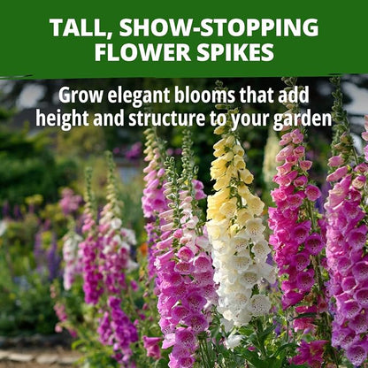 HOME GROWN Foxglove Seeds Mix 8000 (0.8g) Excelsior 2026 Spring for Planting Flower Seeds – Mixed Colors Wildflowers Bulk, Perennial Flower Seeds Packets, Cottage Garden (Digitalis purpurea)