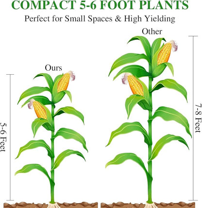 Groundio Golden Bantam Corn Seeds, 100 Non-GMO Heirloom Vegetable Seeds, High Germination Sweet Corn Seed for Outdoor Home Garden (Zea mays)