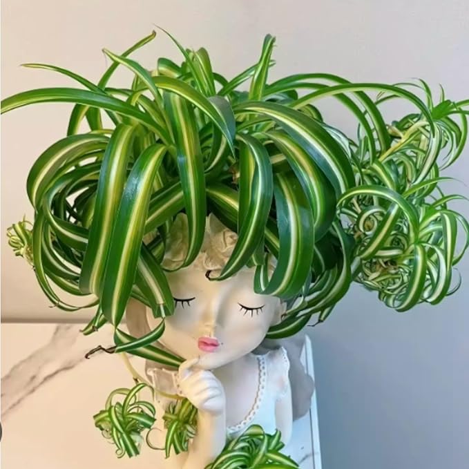 Resin Fairy Girl Planter with 2 Rooted Spider Plant Cuttings – Elegant Desktop Flower Pot & Home Décor Gift