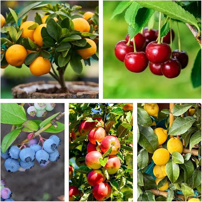 Mix Bonsai Fruit Seeds for Planting – 5 Variety Individual Packs: 40+ Lemon, 20+ Cherry, 40+ Orange, 40+ Apple, 20+ Blueberry Seeds, Organic Heirloom Non-GMO, Indoor/Outdoor Home Garden
