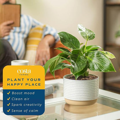 Costa Farms Philodendron Birkin Live Plant in Decorative Pot, Air Purifying Indoor Houseplant, Perfect for Home, Room, or Office Decor, Great House Warming or Birthday Gift, 12-18 Inches Tall