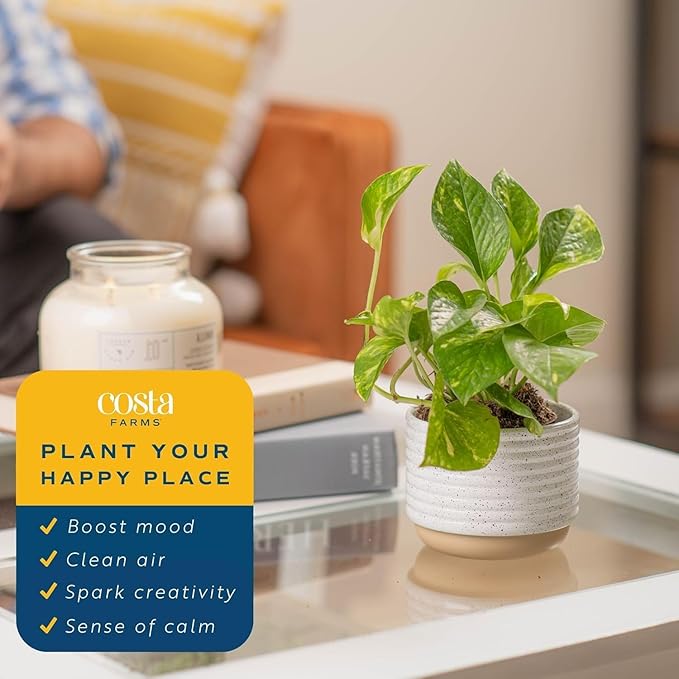 Costa Farms Pothos Live Plants, Devil's Ivy in Plastic Pots, Easy to Maintain, Air Purifying Indoor Houseplants, Room or Office Decor, House Warming or Birthday Gift, 8-12 Inches Tall, Pack of 2