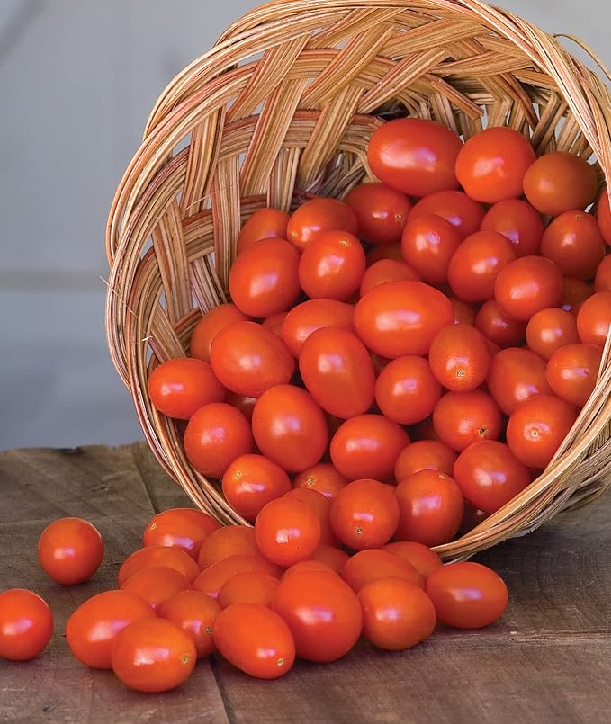 Burpee Napa Grape Tomato Seeds – Sweet Grape Tomato Variety for Home Garden Growing, 30 Non-GMO Seeds
