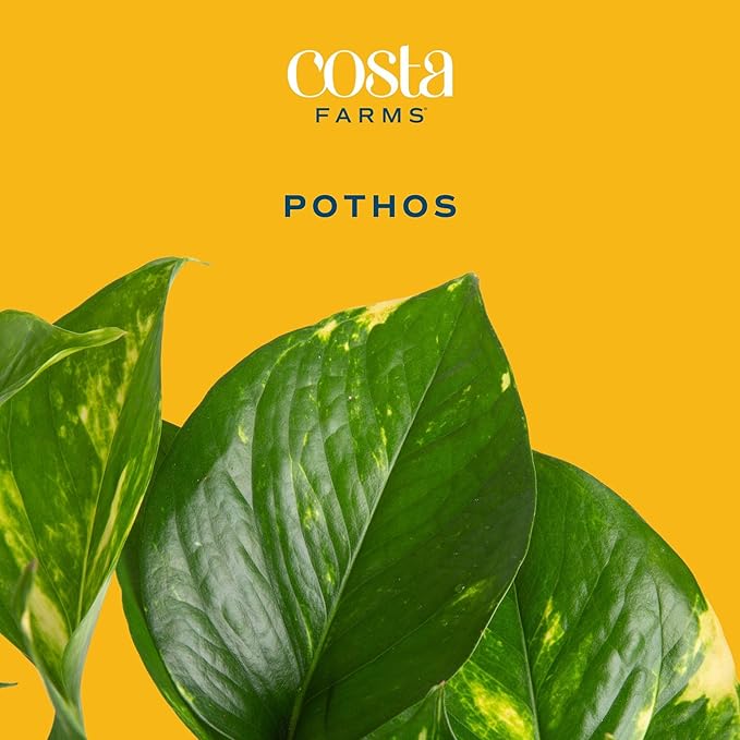 Costa Farms Pothos Live Plants, Devil's Ivy in Plastic Pots, Easy to Maintain, Air Purifying Indoor Houseplants, Room or Office Decor, House Warming or Birthday Gift, 8-12 Inches Tall, Pack of 2