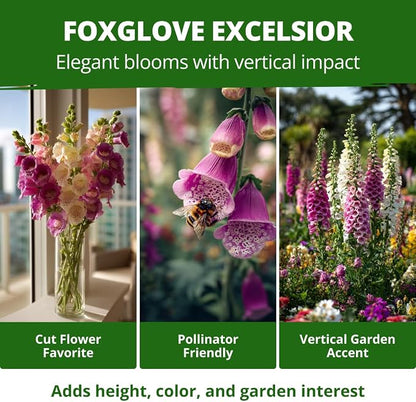 HOME GROWN Foxglove Seeds Mix 8000 (0.8g) Excelsior 2026 Spring for Planting Flower Seeds – Mixed Colors Wildflowers Bulk, Perennial Flower Seeds Packets, Cottage Garden (Digitalis purpurea)