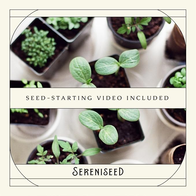 Sereniseed Certified Organic Herb Seeds (35-Pack) – Non GMO, Heirloom – Seed Starting Video – Basil, Cilantro, Oregano, Thyme, Parsley, Lavender, Chives, Sage, Dill Seeds for Indoor & Outdoor Planting